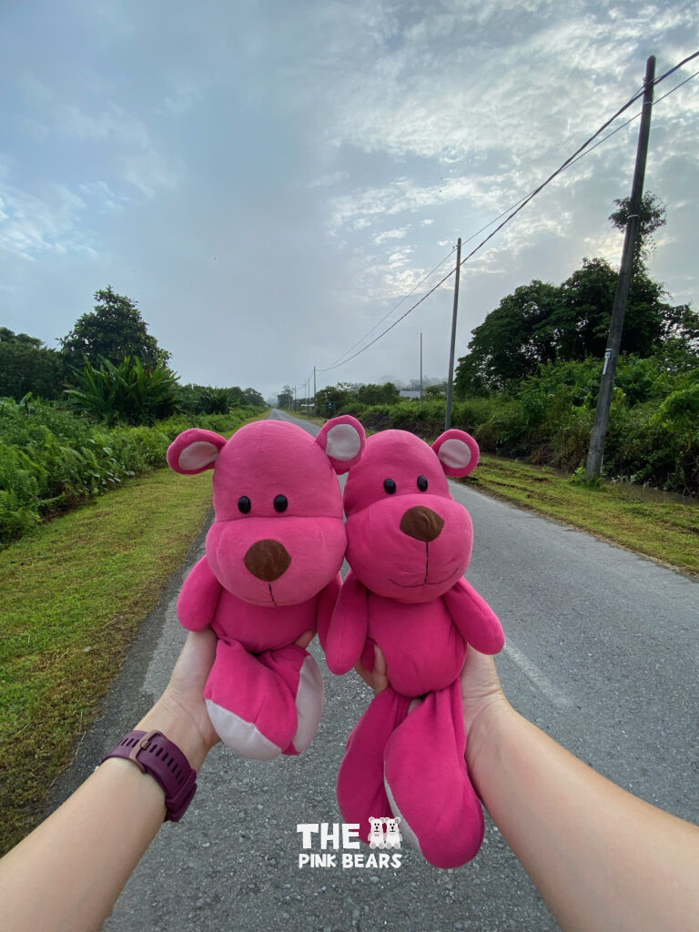 the two pink bears taking photo