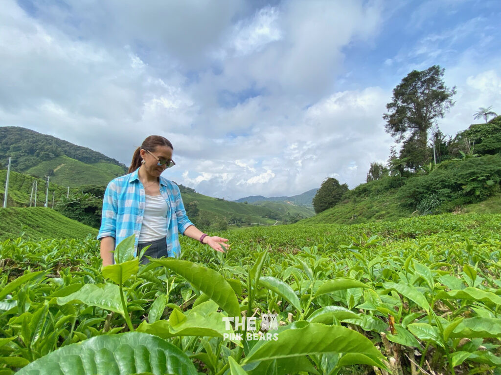 random tea plantation view 3